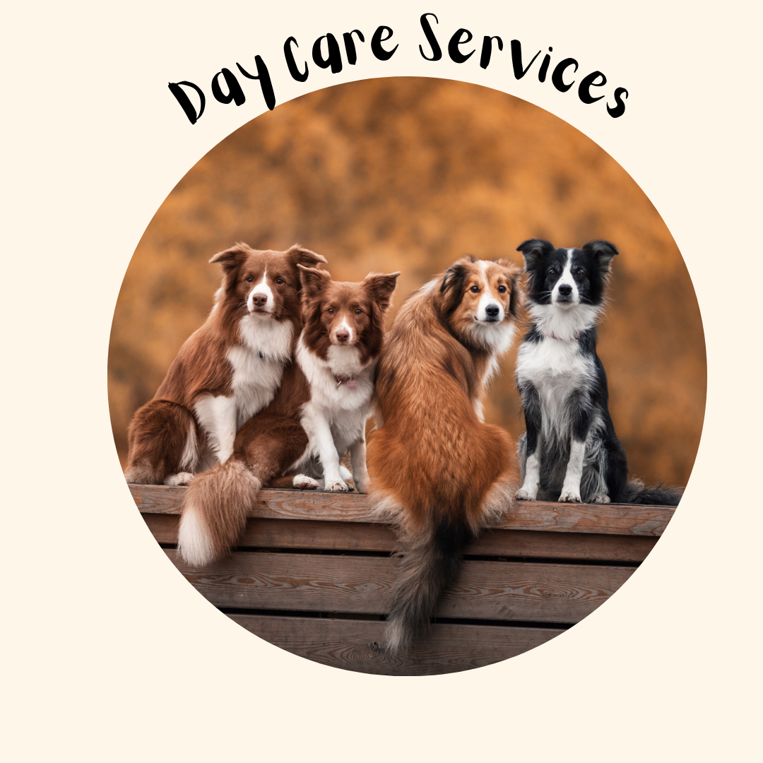 Dog Doggy Day Care, Services