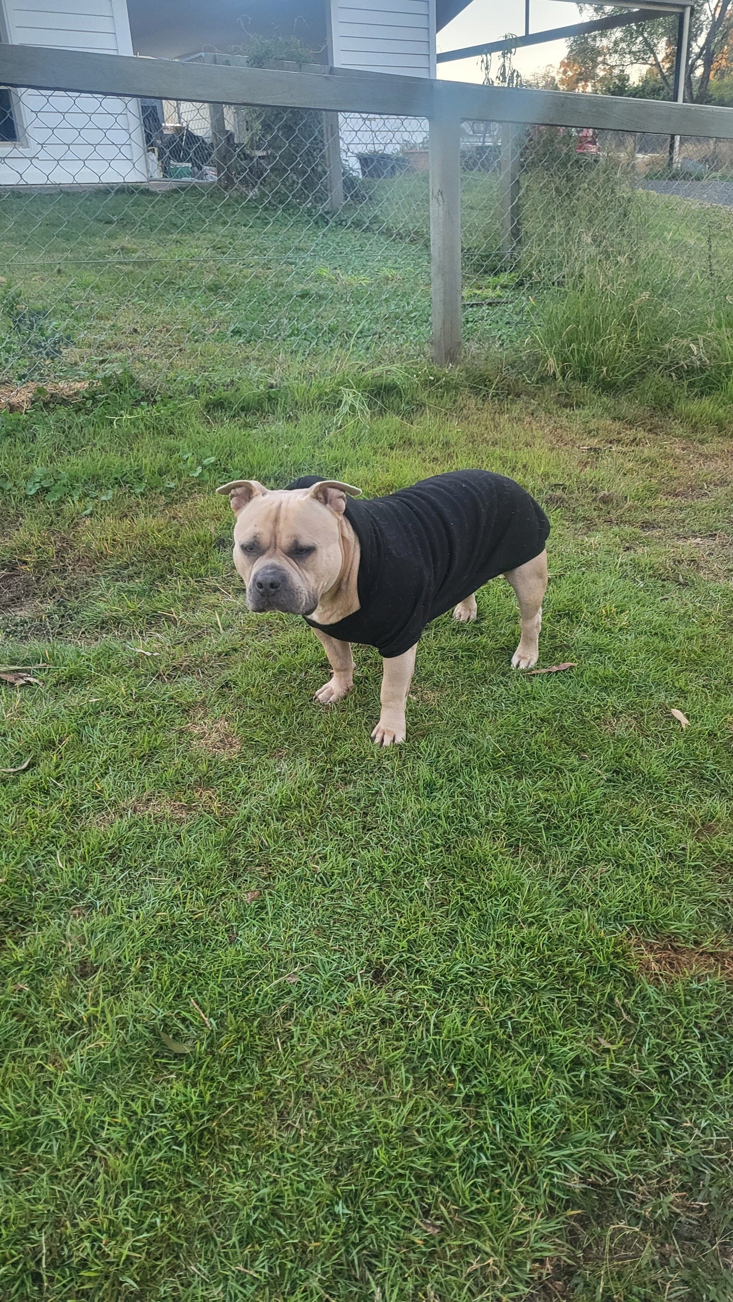 BLACK Dog jumper with Hoody