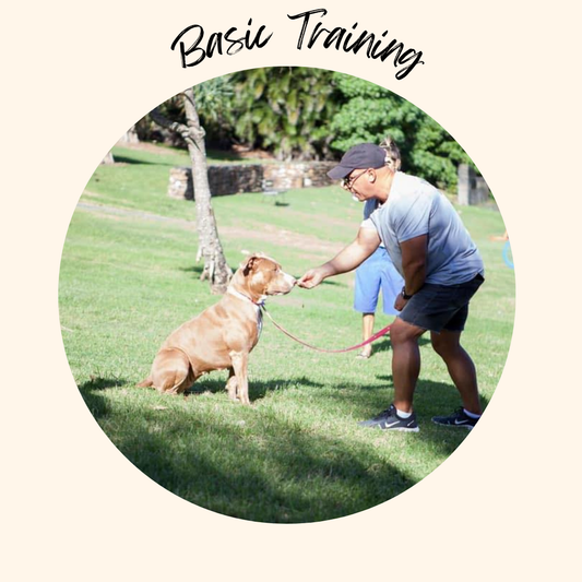 Dog Training Basic 30 minutes add with day care